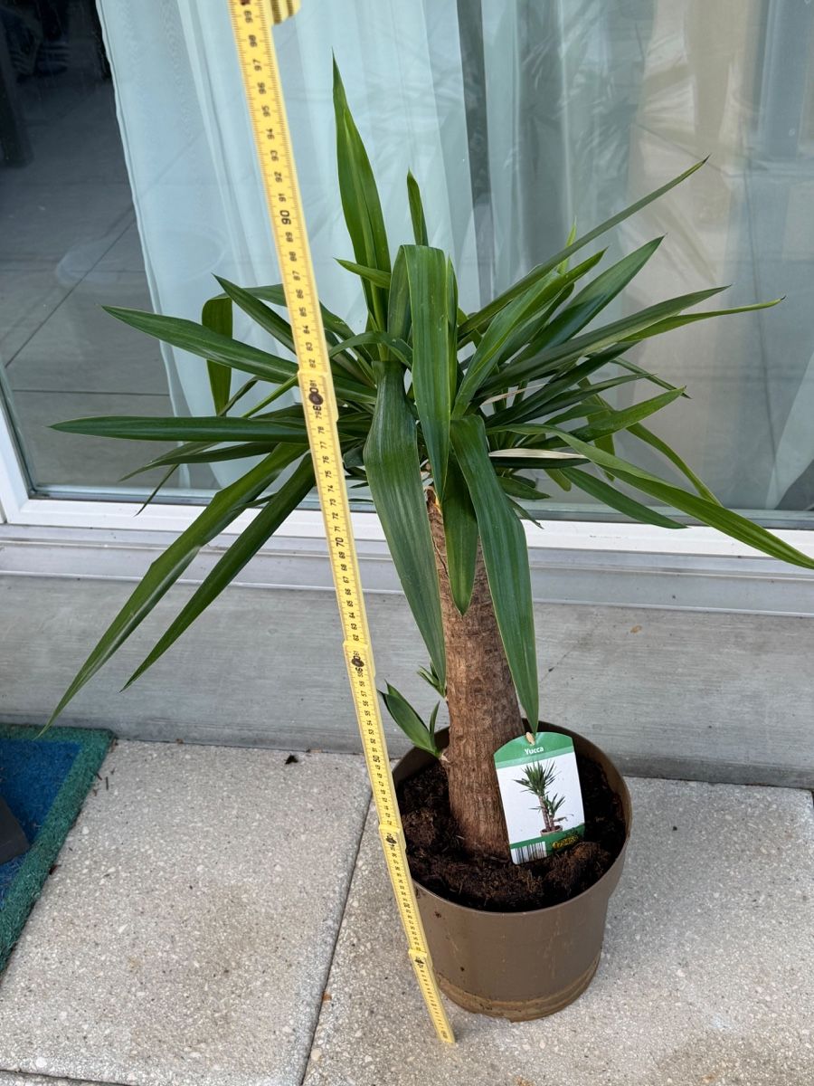 Piante & sementi: Zimmerpflanze Yucca – Usato da Richterswil venduto da Prangins9 2