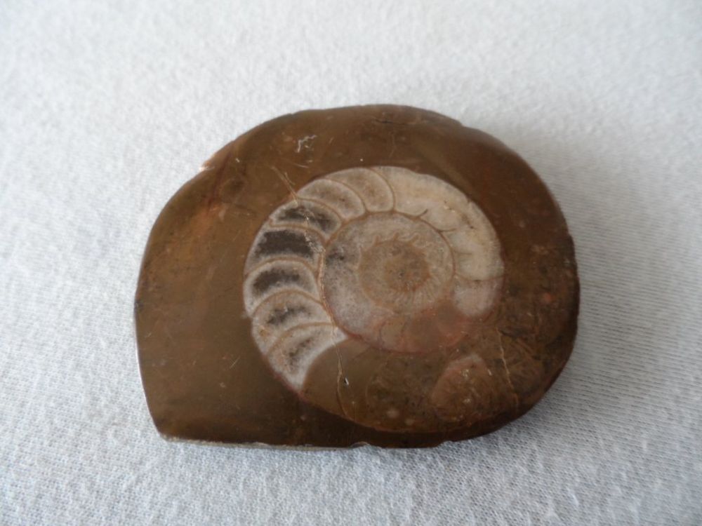 Schöner Ammonit / Fossil ca. 6,5 cm Durchmesser 🐌 | Kaufen auf Ricardo