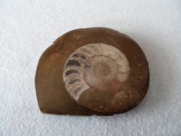 Schöner Ammonit / Fossil ca. 6,5 cm Durchmesser 🐌