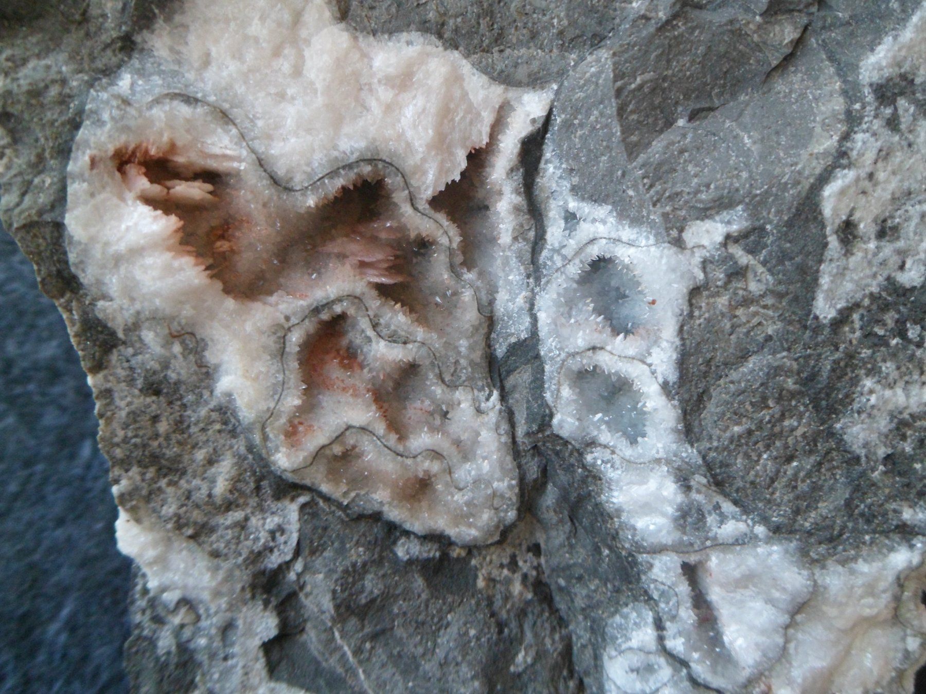 Fossili: Ammonit Selten Schweiz – Usato da Affoltern am Albis venduto da Fossil60 1