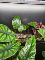 Alocasia Yucatan Princess (Baby)