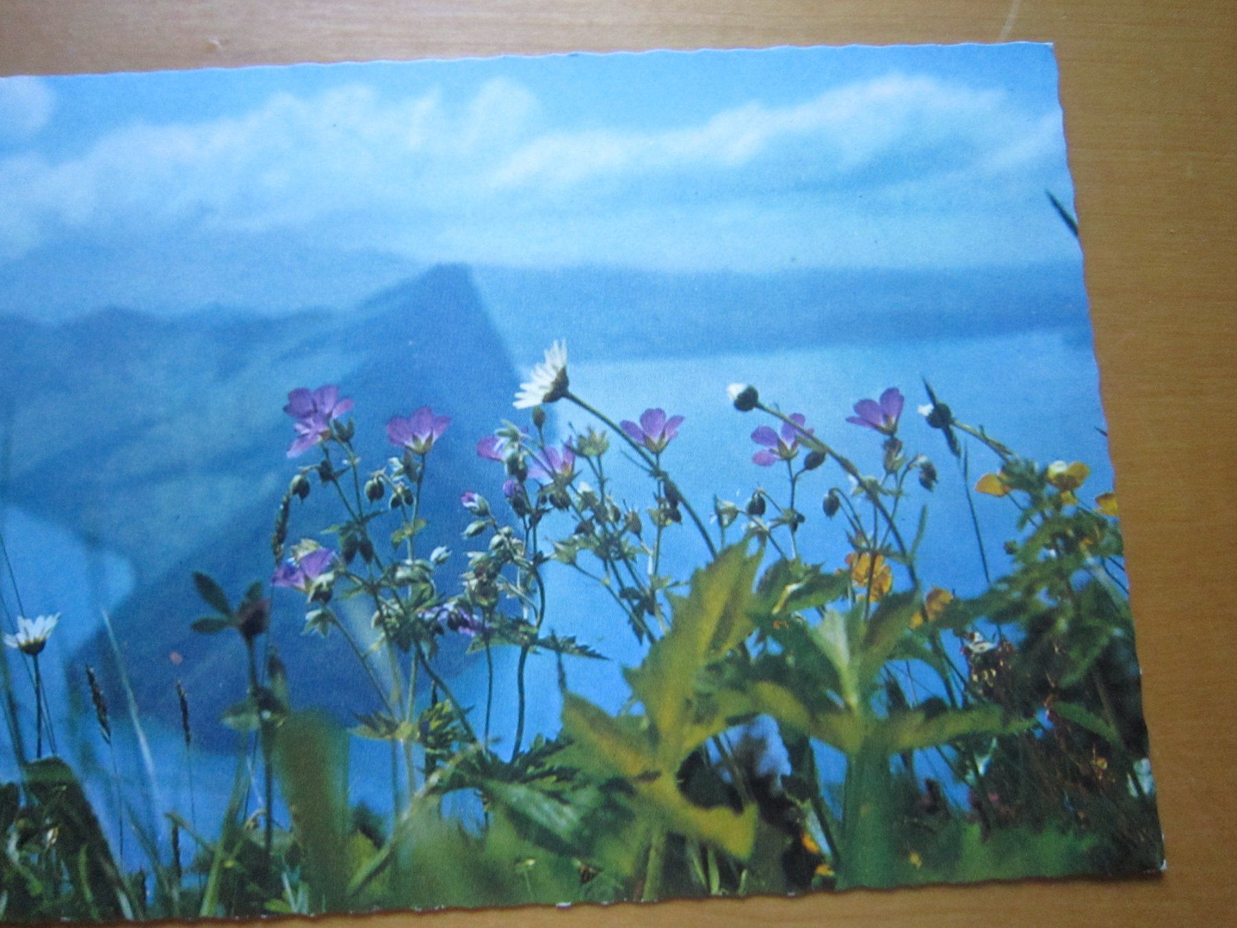 Ansichtskarten: No 2 Postkarten Bergblumen – Gebraucht aus Gordola von Polentaefung 5