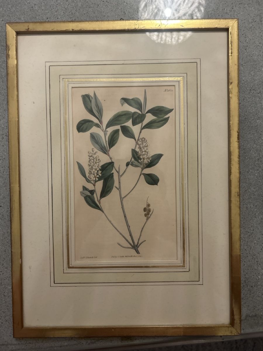 Poster & Bilder: Gerahmte botanische Illustration No. 1025 – Gebraucht aus schaffhausen von xja_8fwh