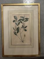 Gerahmte botanische Illustration No. 1025
