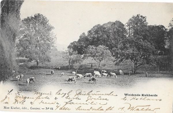 Cartes postales: Weidende Kuhherde – D'occasion à Olten par clotaldi