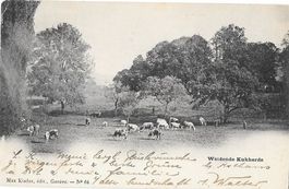 Weidende Kuhherde