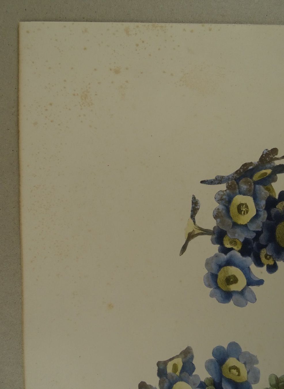 Incisioni: OREILLES D’OURS, LITHOGRAPHIE UM 1850 – Usato da Grüningen venduto da Kartensammler 3