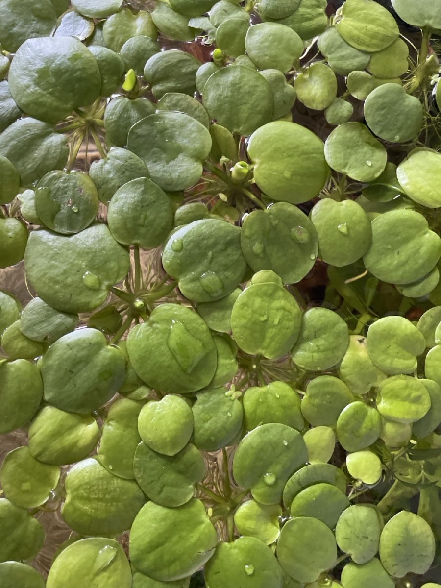 Plantes & graines: Frogbite zu Verkaufen!  – D'occasion à Kerns par jol_h6f8