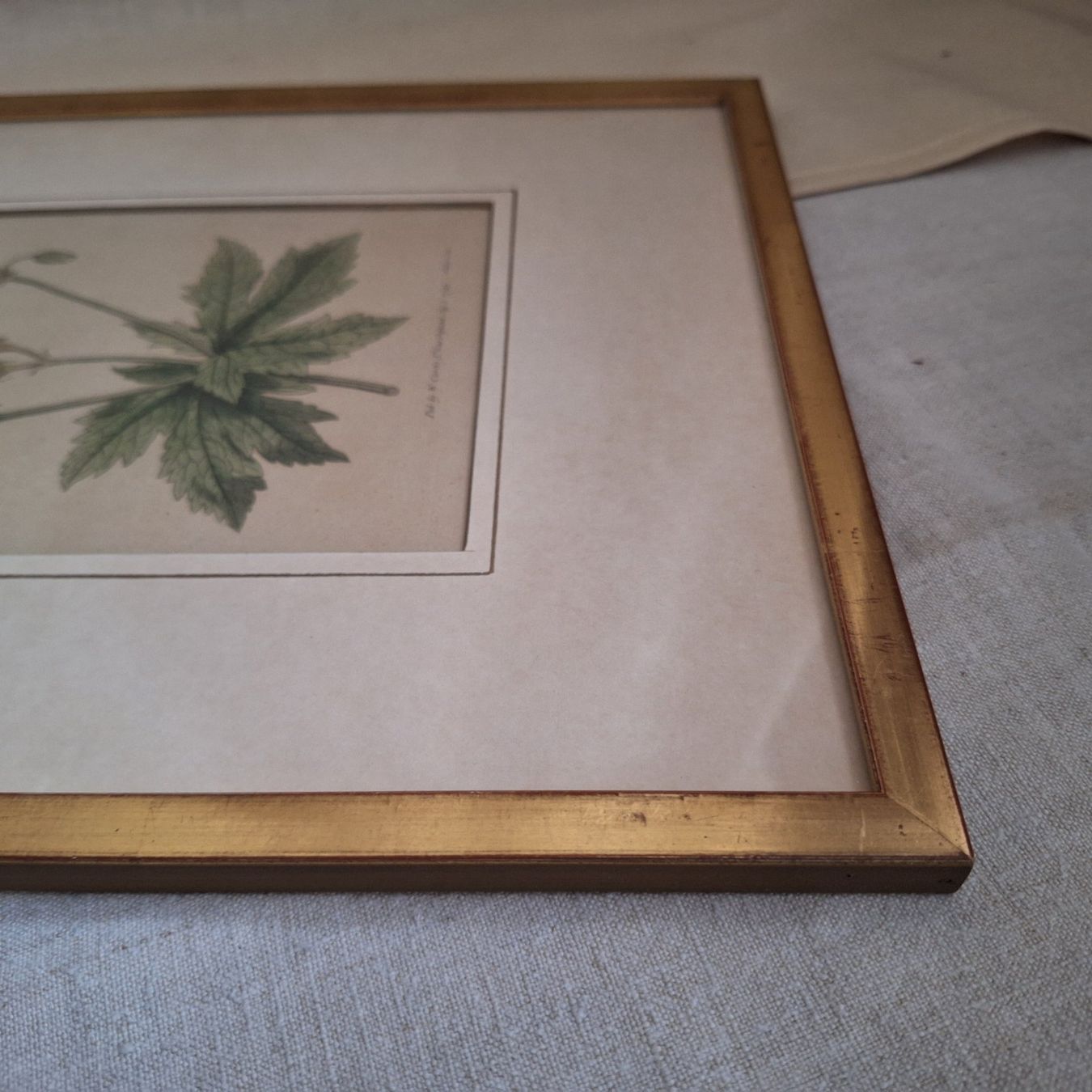 Foto & Immagini: Bild Blume, Botanik, goldfarbener Bilderrahmen – Usato da Winterthur venduto da Goldpipau 2