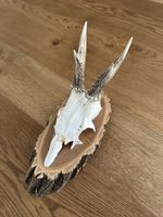 Rehgehörn