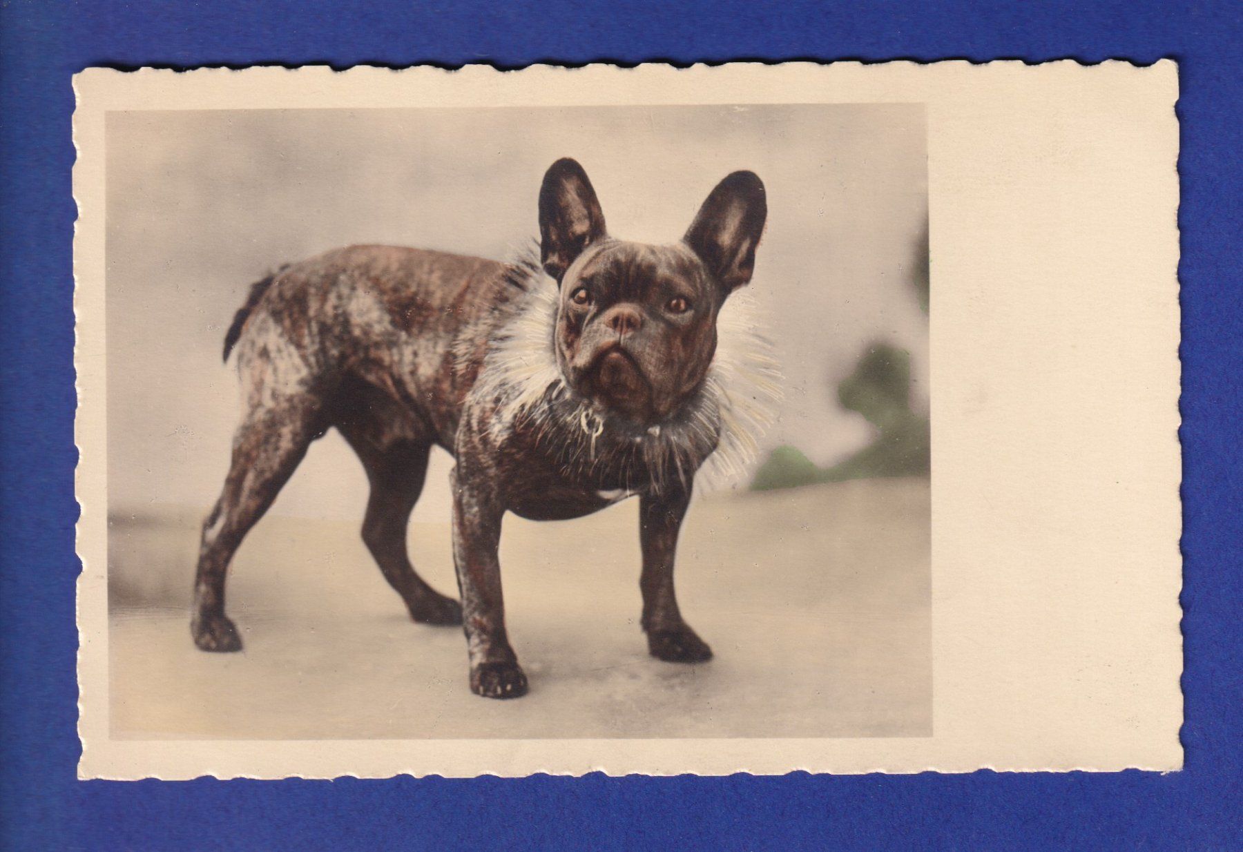 Ansichtskarten: CHIEN / HUND – Gebraucht aus Pully von nicecards-shop