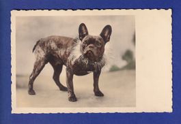 CHIEN / HUND