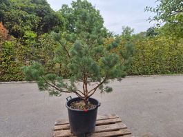 Schöne, gesunde Pinus sylvestris (Waldkiefer) zu verkaufen