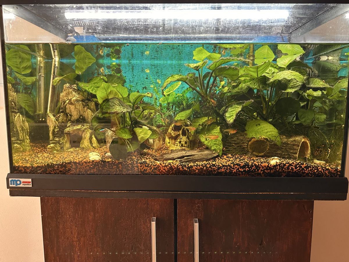 Aquarium: Aquarium complete Set with Cabinet and Filter – Gebraucht aus Wädenswil von puh_n8wy 3