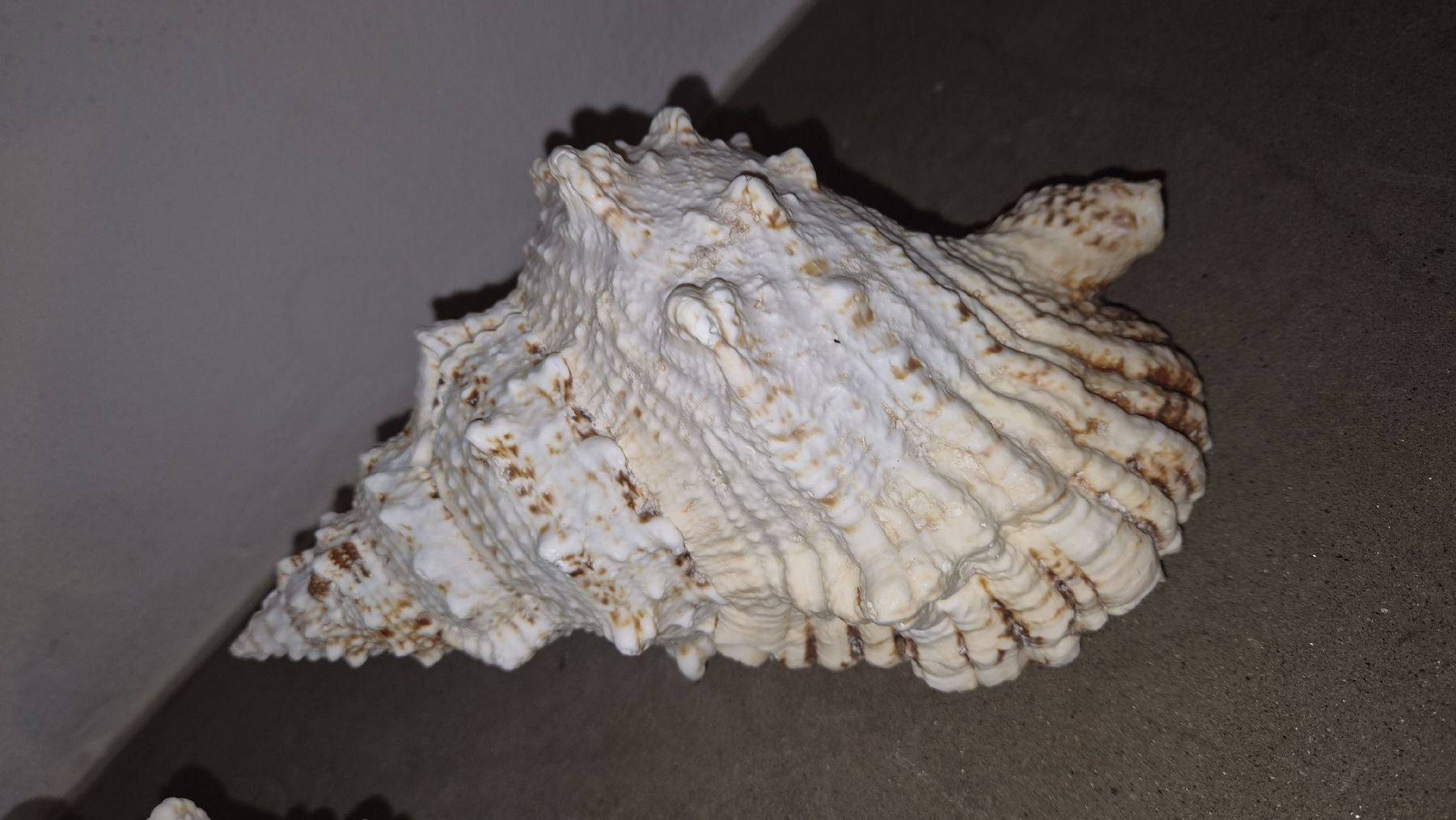 Alle Dekorationen: 3 Riesenmuscheln  – Neu (gemäss Beschreibung) aus Kölliken von MissesBossTop1 3