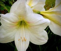 10 SAMEN Amaryllis «WHITE QUEEN» 10 GRAINES 10 SEMI 10 SEEDS