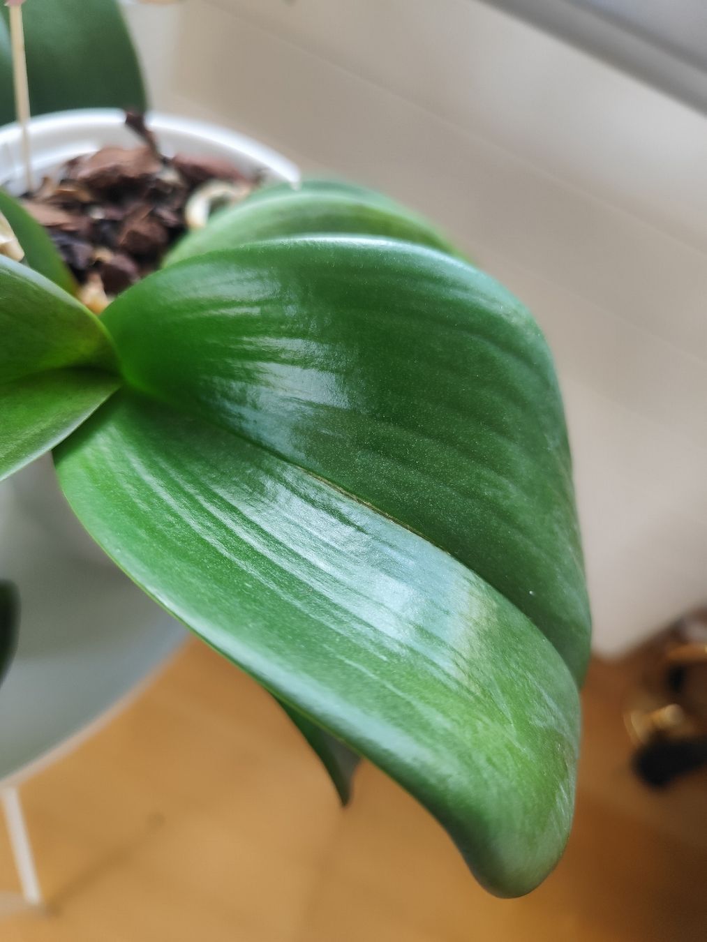 Pflanzen & Samen: 5 gesunde Orchideen mit Töpflis – Gebraucht aus Zürich von Claudia_Zueri 3