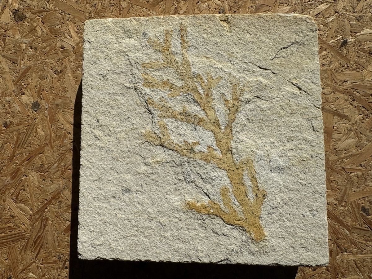 Fossili: Fossile Pflanzen – Usato da Biel/Bienne venduto da nimmes 2