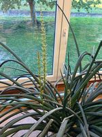 Dracaena angolensis ( corne du diable )