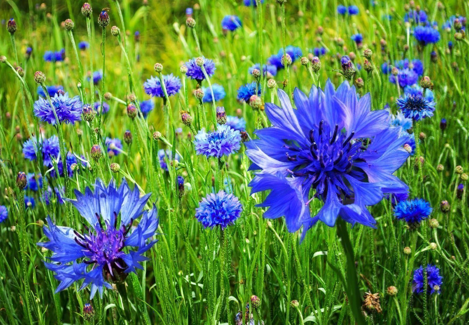 Pflanzen & Samen: 200 Samen Kornblume BLUE BOY – Neu (gemäss Beschreibung) aus Ehrendingen von VerveinaSamen 3