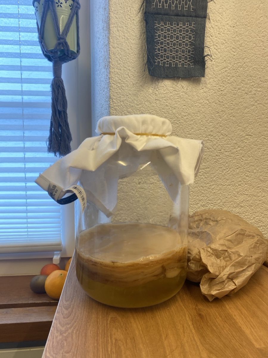 Cibi & Specialità: Kombucha Scoby (BIO organic) – Nuovo (secondo la descrizione) da Zürich venduto da mar_mls6
