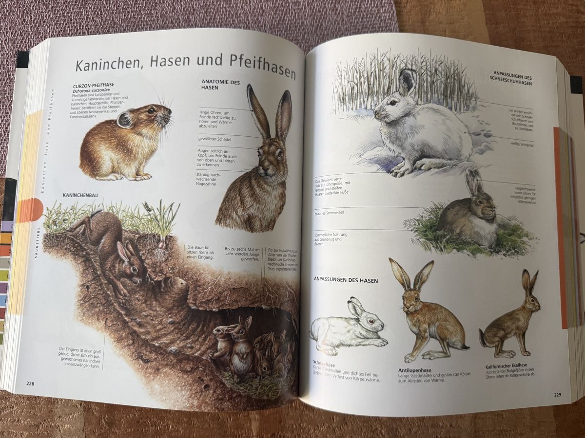 Libri: Bildlexikon Tiere – Usato da Brunnen venduto da pel_vk7g 1