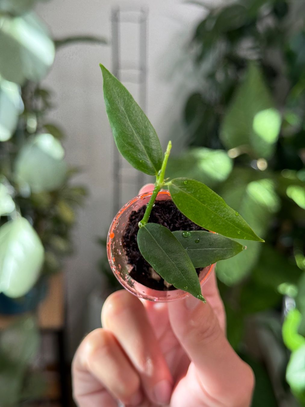 Piante & sementi: Hoya acuminata ✨ – Nuovo (secondo la descrizione) da Bachenbülach venduto da ilawega
