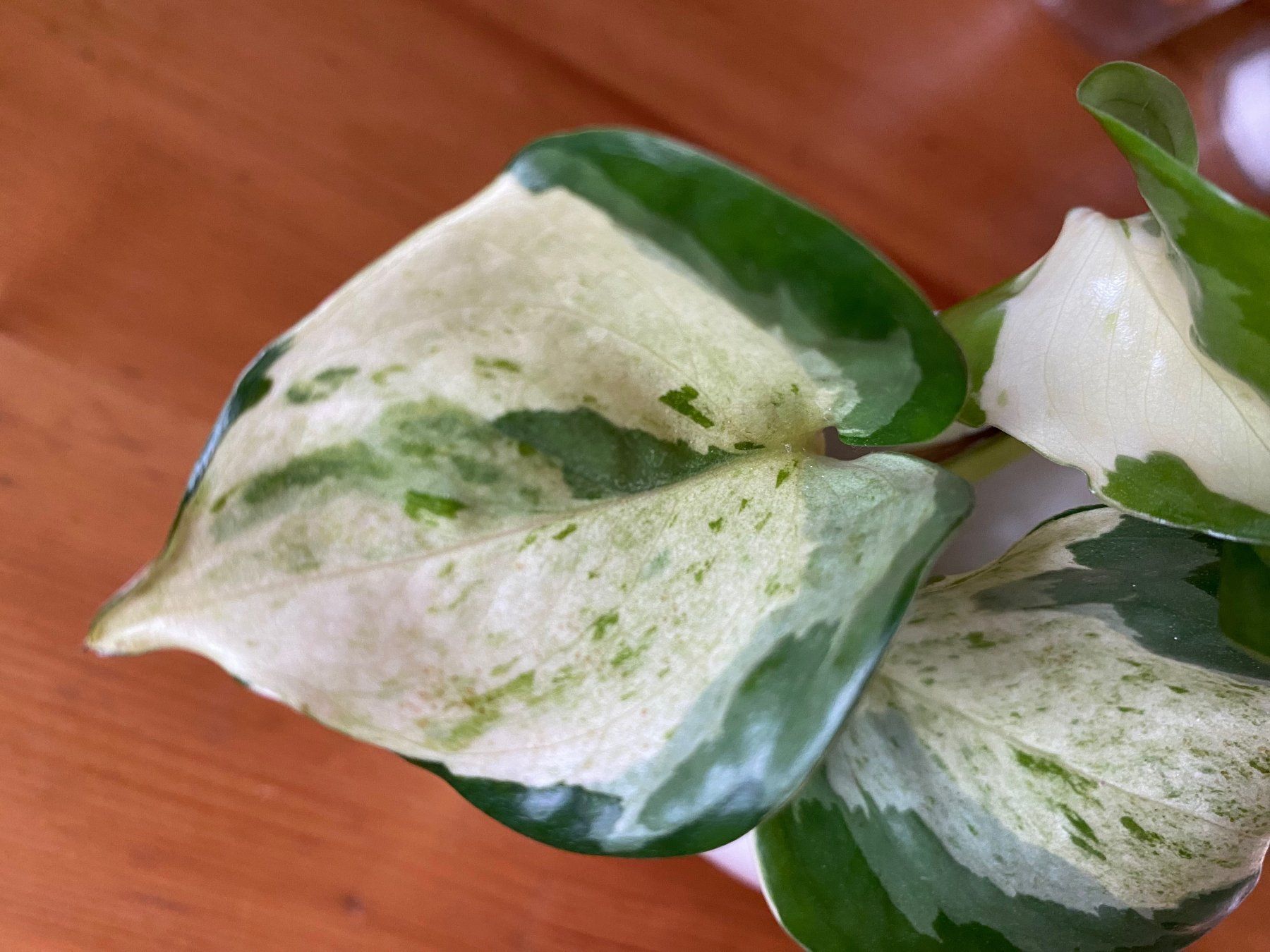 Pflanzen & Samen: Epipremnum Manjula, bewurzelter Steckling – Neu (gemäss Beschreibung) aus Winterthur von Aniger 1