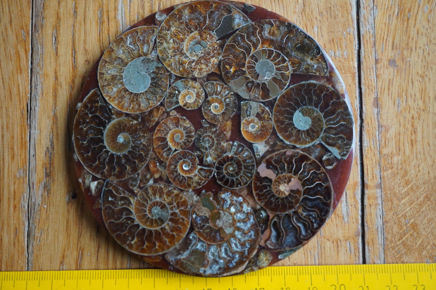 Fossili: Ammonit  Platte      Sammlerstück  ca 11cm  Diverse – Nuovo e nell'imballaggio originale da Eschenbach SG venduto da craniums 3