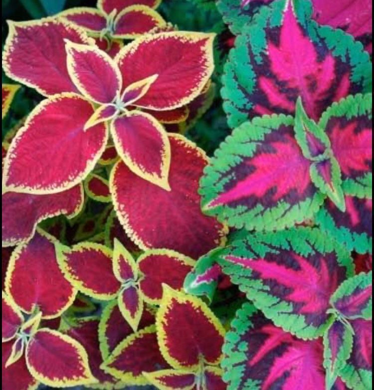 Plantes & graines: 50 SAMEN  VON “RAINBOW COLEUS MIX” – Neuf avec emballage d'origine à Rovio par POSITIFFARTandPLANTS 6