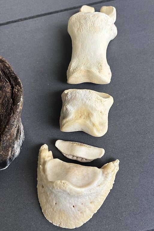 Il mondo degli animali: KNOCHENPRÄPARATION Präparat Pferdebein-Skelett echte Knochen – Usato da Stüsslingen venduto da ascabatjo 3