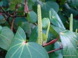 Maori Kava Kava PLANTE RARE sacrée 30g