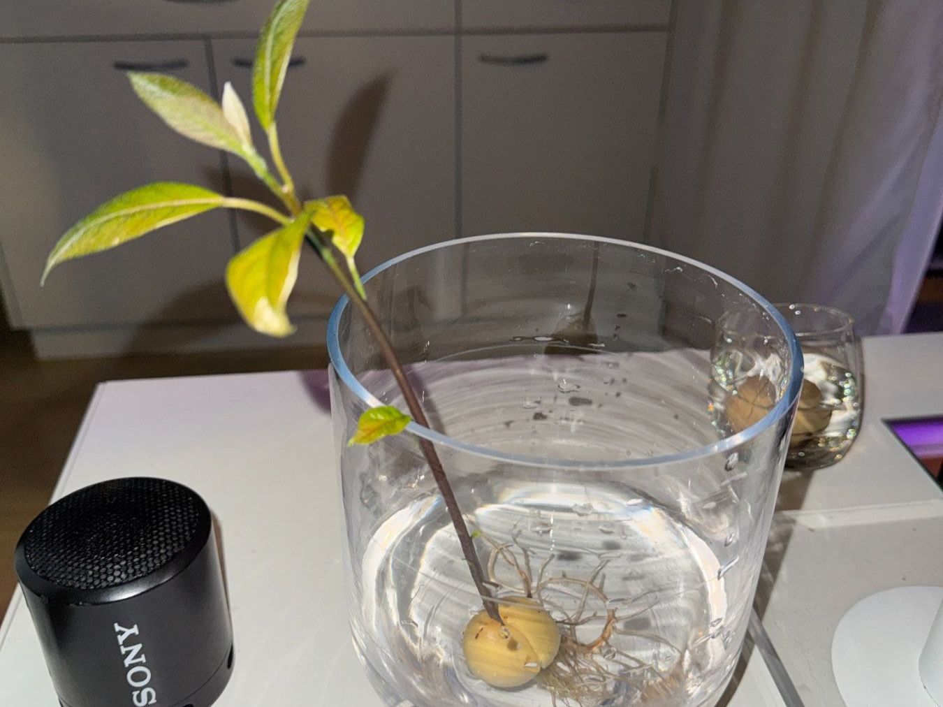 Piante & sementi: Avocado Baum – Usato da Schlieren venduto da Edgar_k 8