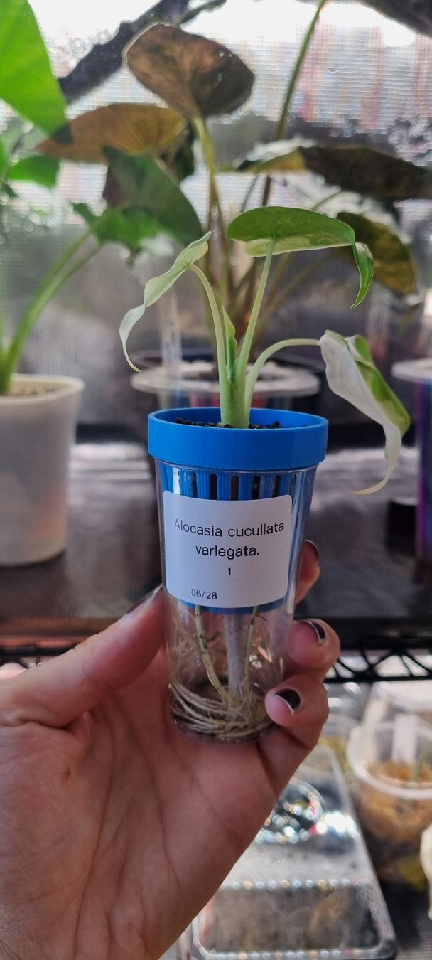 Piante & sementi: Alocasia Cucullata variegata - Größe S – Nuovo e nell'imballaggio originale da Wallenwil venduto da LadyLeaf_Ellis1