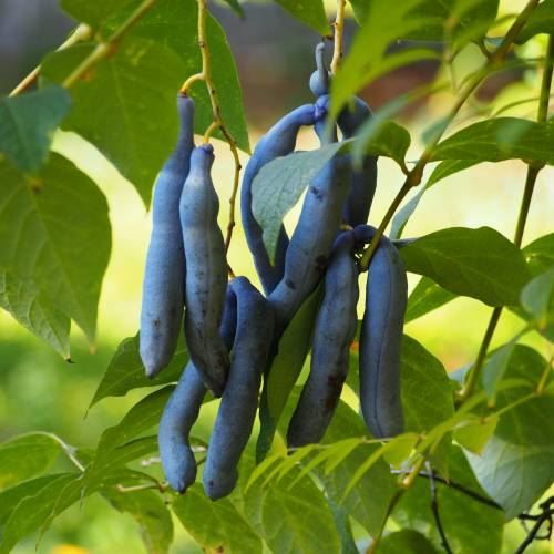 Piante & sementi: Arbre aux haricots bleus  PLANT 15-20cm – Nuovo (secondo la descrizione) da Bremblens venduto da FIBONACCI369 4