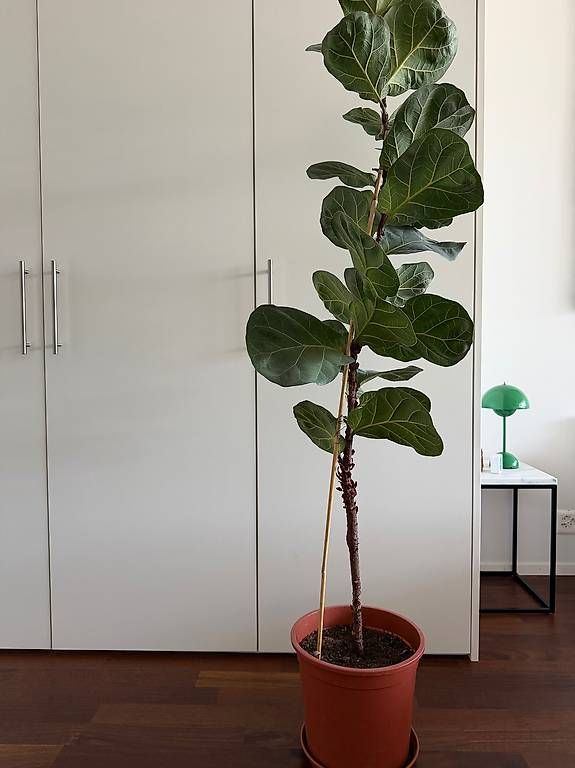 Piante & sementi: Geigenfeige / Ficus Lyrata – Usato da Ennetbaden venduto da miboo