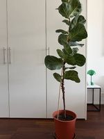 Geigenfeige / Ficus Lyrata