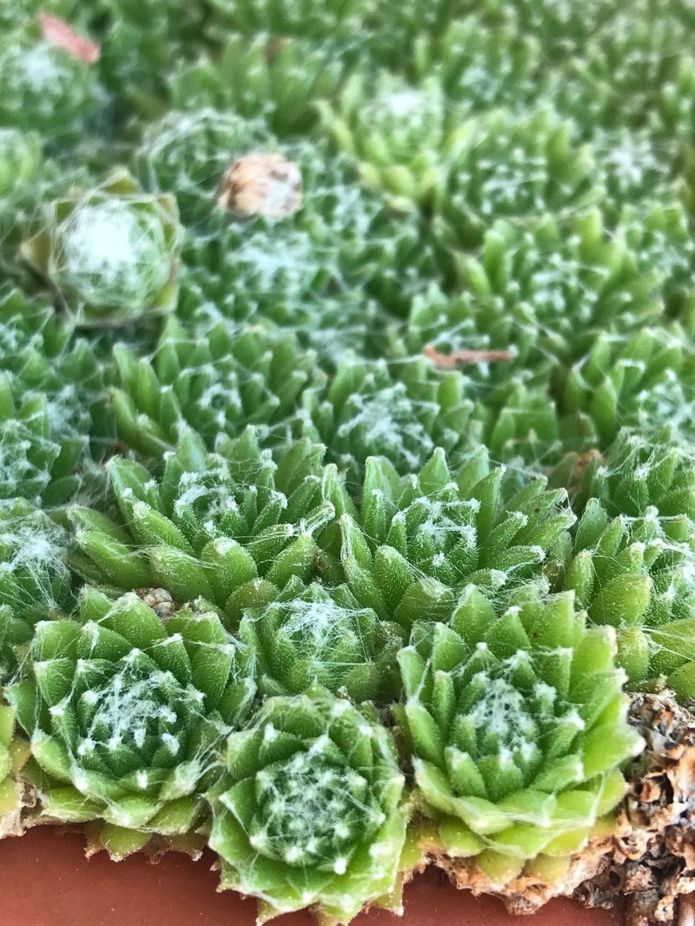 Piante & sementi: HAUSWURZ - Sempervivum Arachnoideum – Nuovo (secondo la descrizione) da Buchs AG venduto da fischli610 4