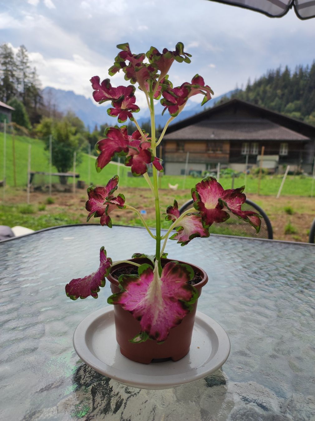 Plantes & graines: Coleus – D'occasion à Hasliberg Hohfluh par eva_9895