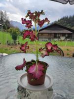 Coleus