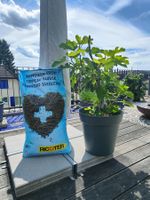 Feigenbaum inkl. Topf und gratis Erde (40lt), fruchttragend
