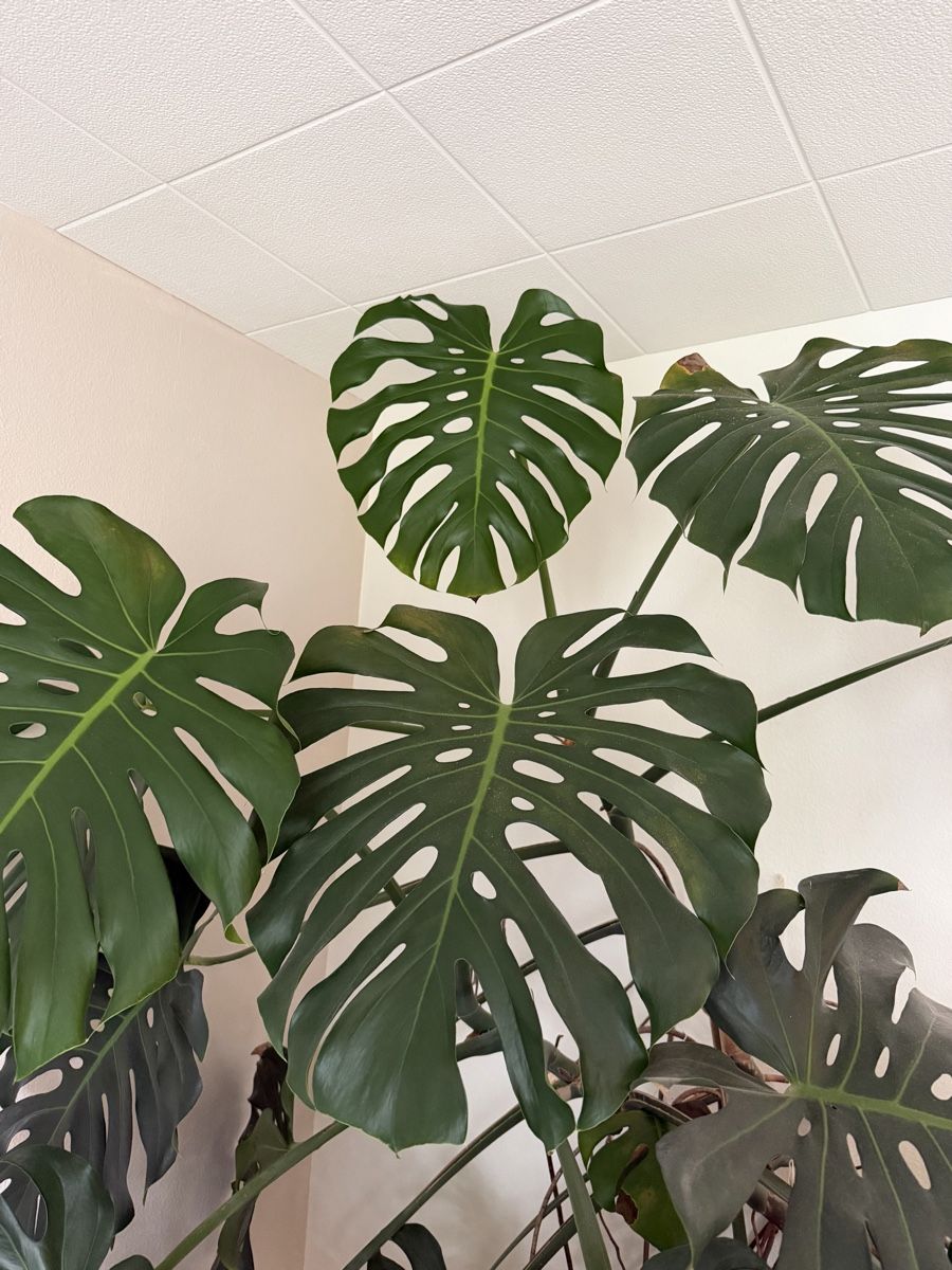 Pflanzen & Samen: Monstera sehr gross – Gebraucht aus Zürich von sariella 1