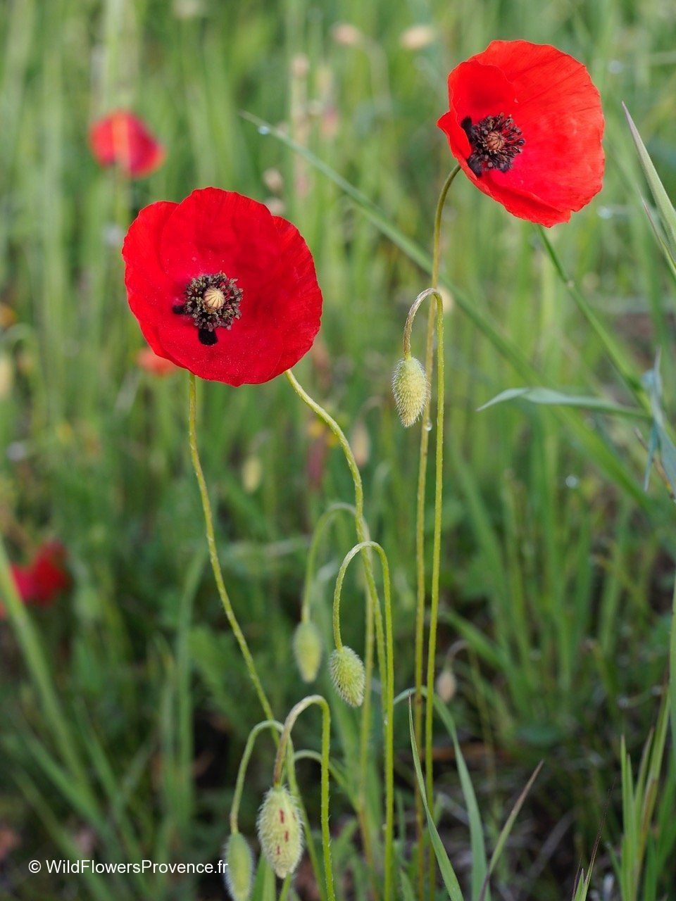 Plantes & graines: Klatschmohn Samen, rot – Neuf avec emballage d'origine à Winterthur par DonnaRicarda