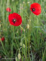 Klatschmohn Samen, rot
