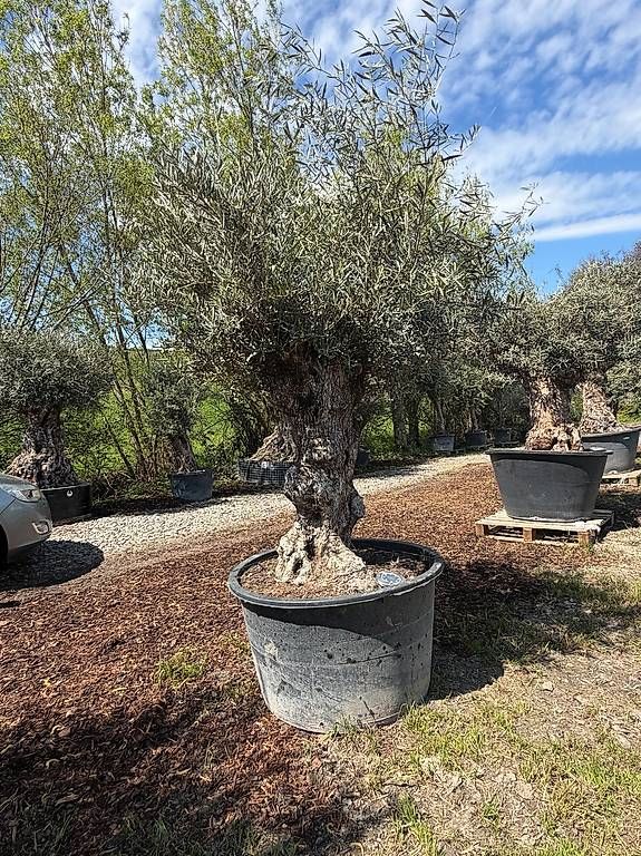 Plantes & graines: Olivenbaum "Olea Europea 3 – D'occasion à Zuckenriet par Thur_Plant 1