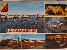 Postkarte Camargue Frankreich 1977