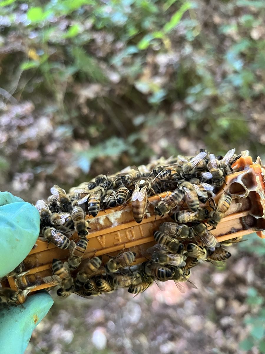 Alveari: Bienenkönigin Buckfast – Nuovo e nell'imballaggio originale da Wolhusen venduto da pfb_qv2r 3