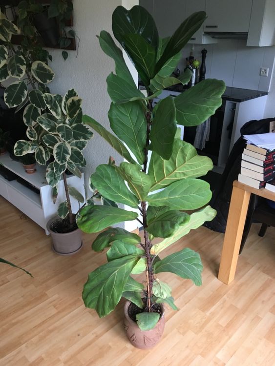 Ficus Lyrata 170cm Kaufen auf Ricardo