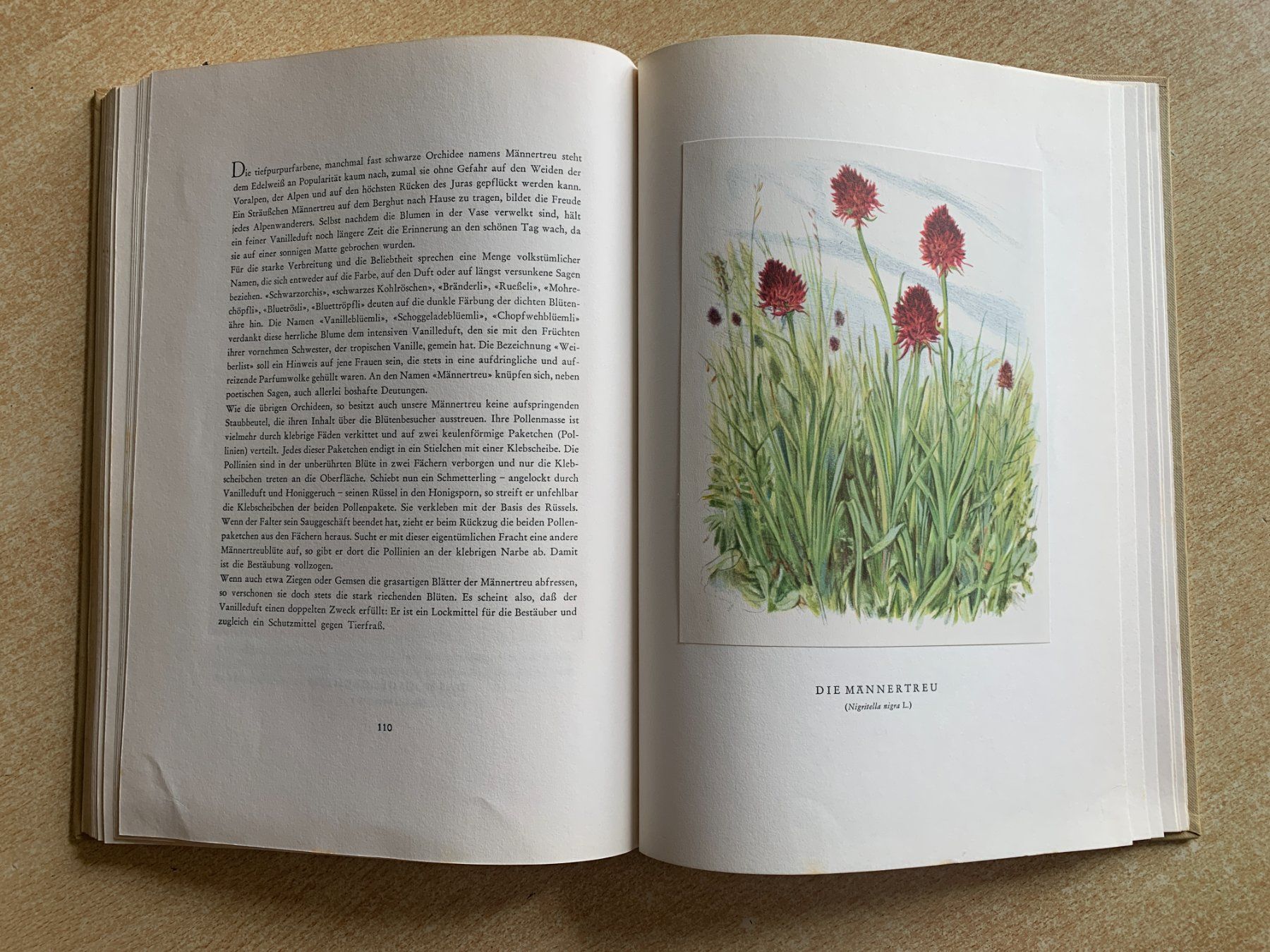 Libri: Buch "Bergblumen der Heimat" – Usato da Flums venduto da finn1975 6