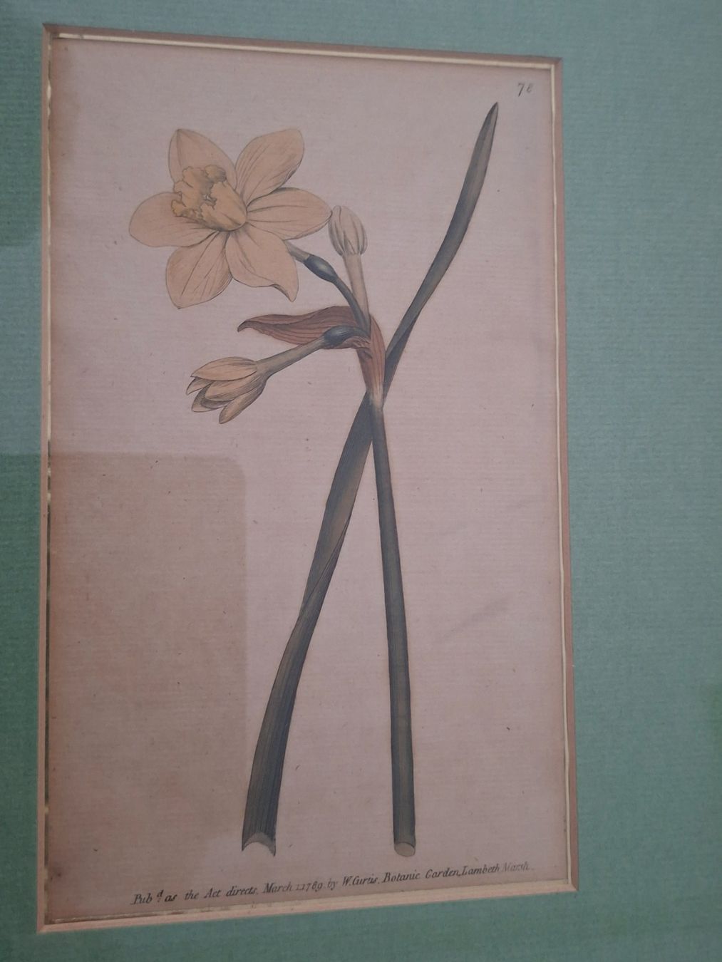 Incisioni: 2 Antike botanische Stiche - 1789, 1790 – Usato da Baldegg venduto da collect.hub 3